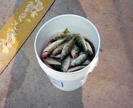 Bucket of perch, Port Clinton, Ohio, September, 2000