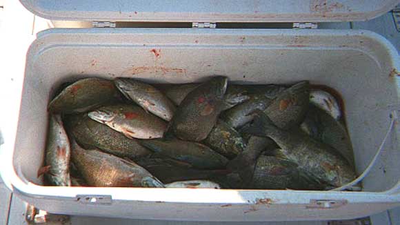 Tub of smallmouth bass, Port Clinton, Ohio, September, 2000