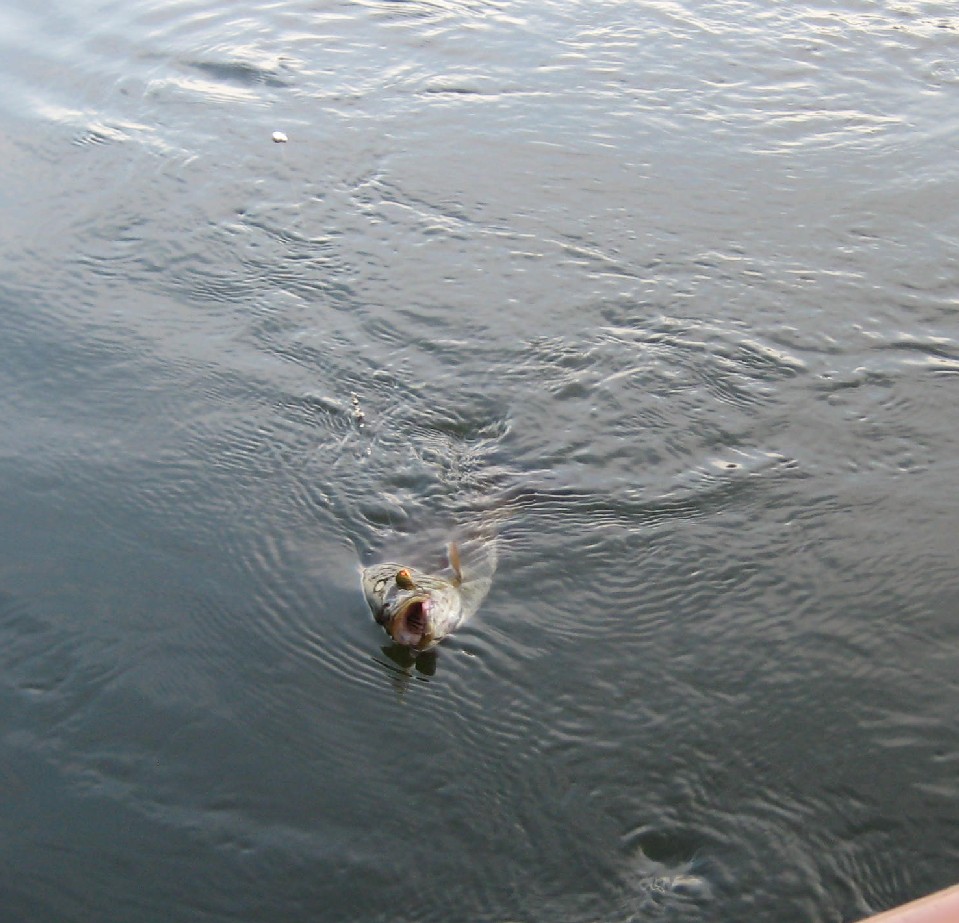 Smallmouth Bass, Ausable River, Mio, Michigan, August, 2009