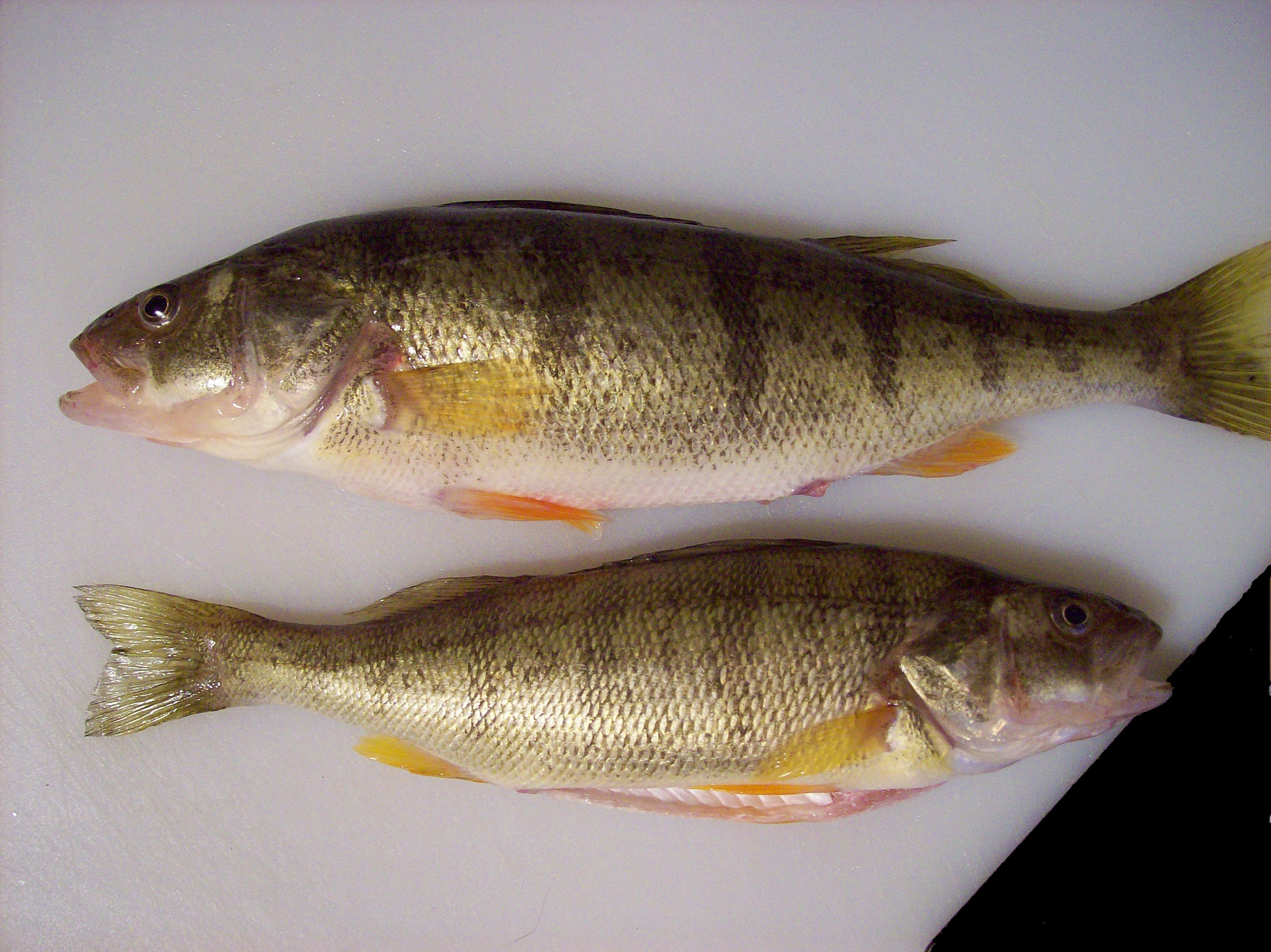 Montrose Harbor perch, 2008