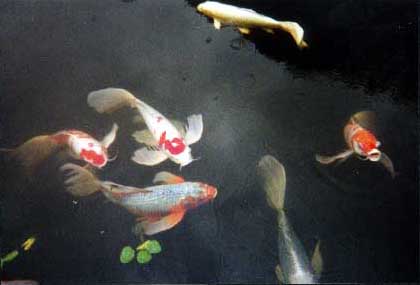 Koi Pond, Imperial Gardens, Tokyo, May 27, 2001
